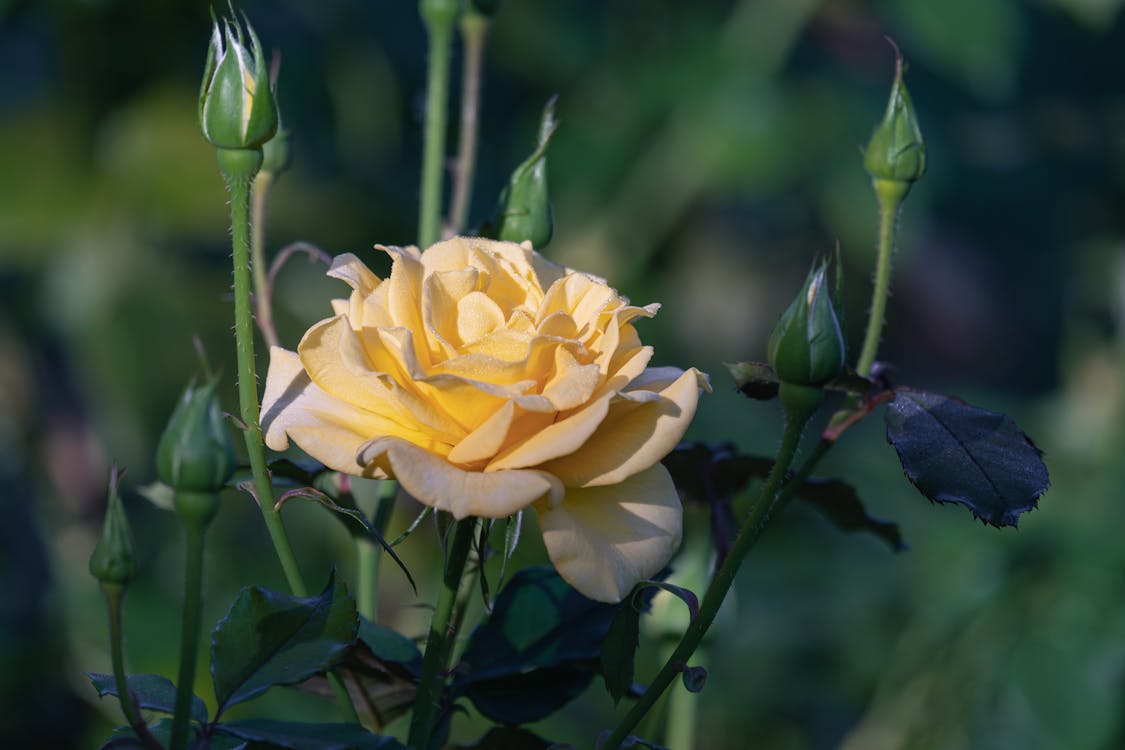 Yellow Rose in Nature
