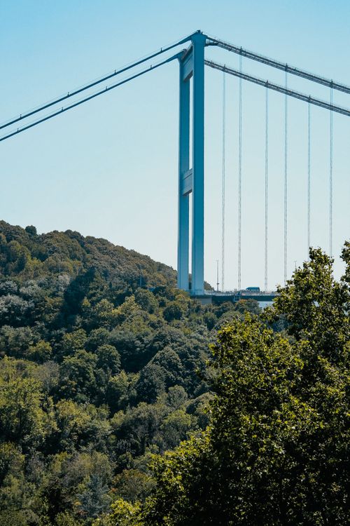 Free Suspension bridge towering over forest landscape on a clear day. Stock Photo