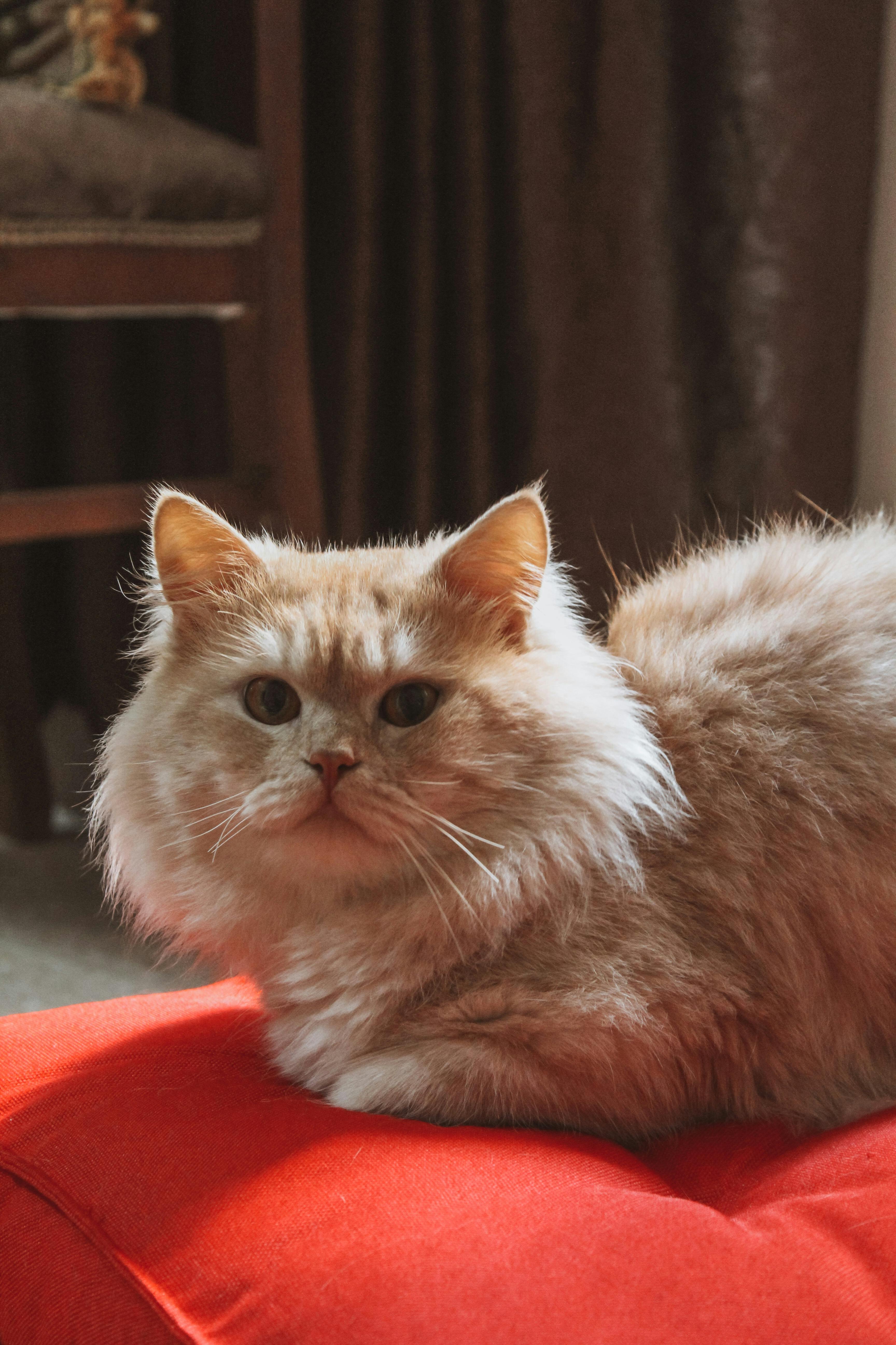 Adorable Siberian cat lounging on a vibrant red pillow indoors.