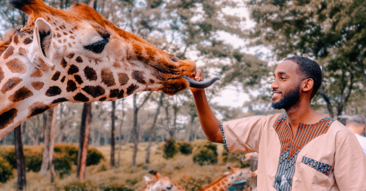 Visitor feeding giraffes in Nairobi, suitable for the Giraffe Centre.
