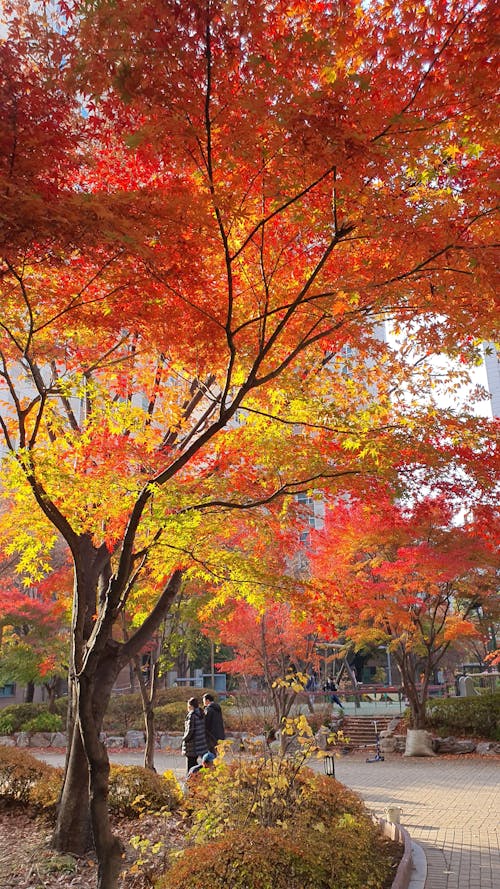 fall foliage, autumn leaves