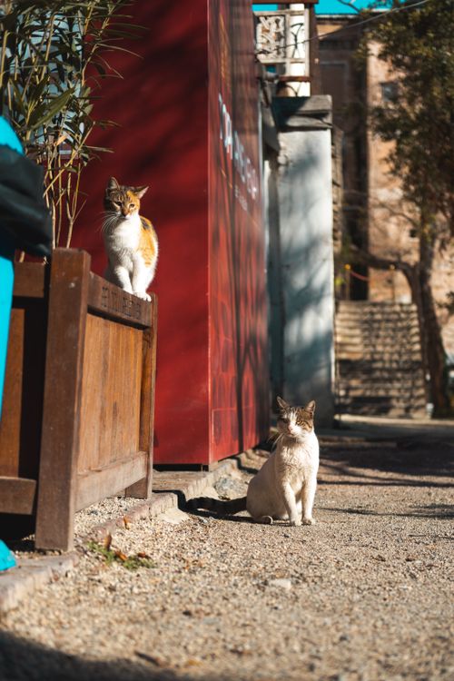 Free Two cats basking in sunlight along a quiet urban alley. Stock Photo