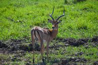 A solitary impala stands gracefully in the lush savannah of South Africa, embodying wildlife beauty.
