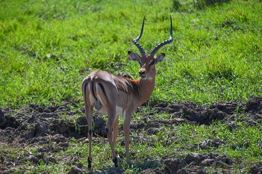 A solitary impala stands gracefully in the lush savannah of South Africa, embodying wildlife beauty.