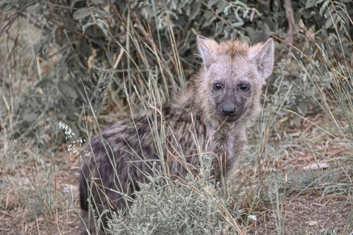 Free A juvenile spotted hyena in the South African savanna showcasing wildlife beauty. Stock Photo