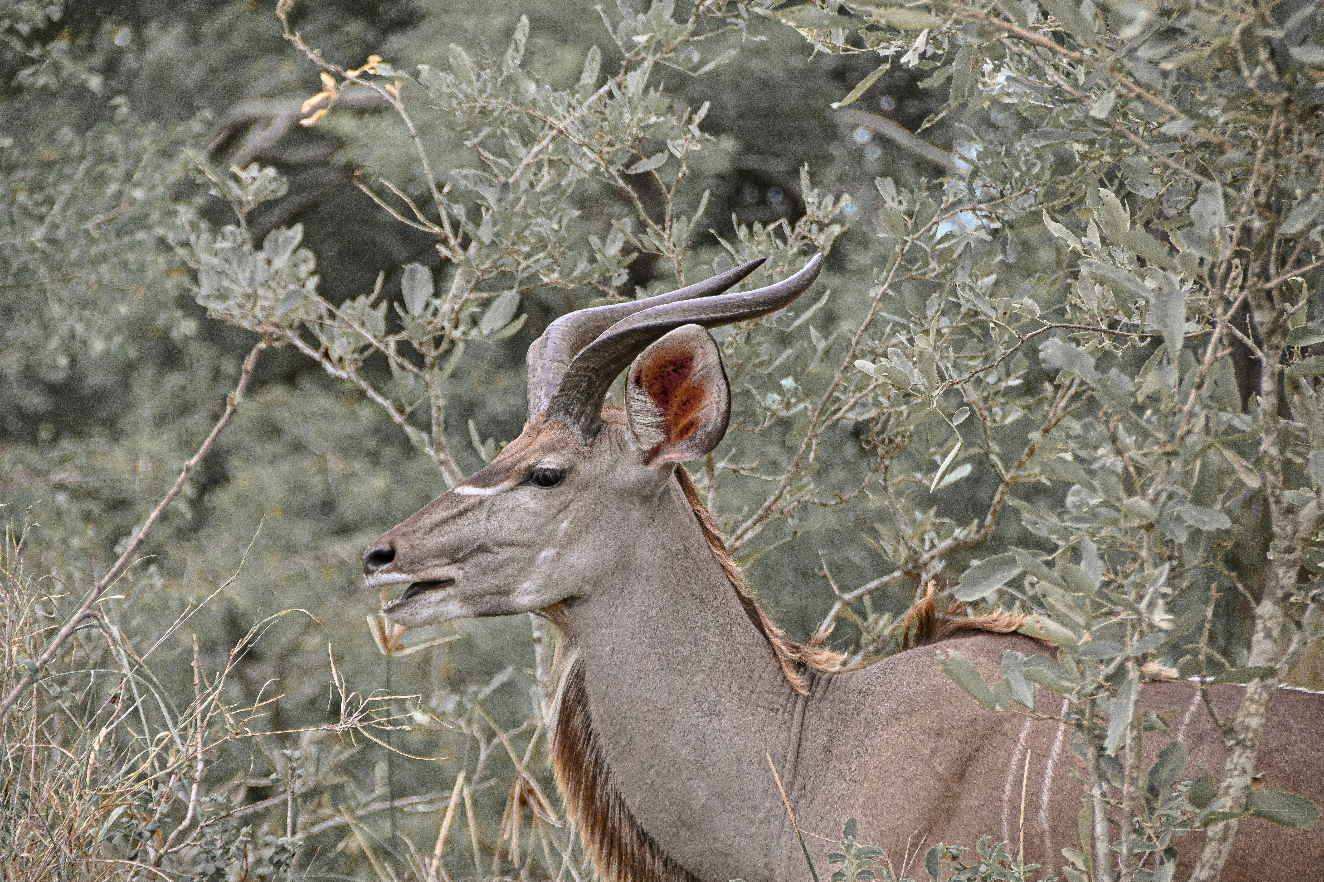 A majestic kudu standing amidst the lush South African bush, showcasing its elegant horns.