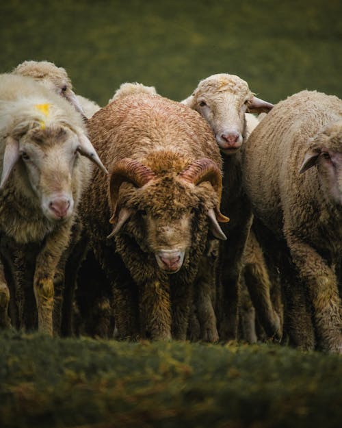 A Flock of Sheep on a Pasture 