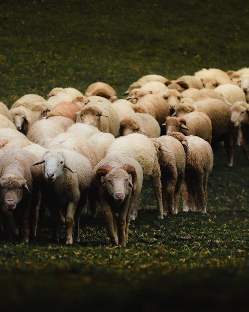 Sheep on a Meadow 