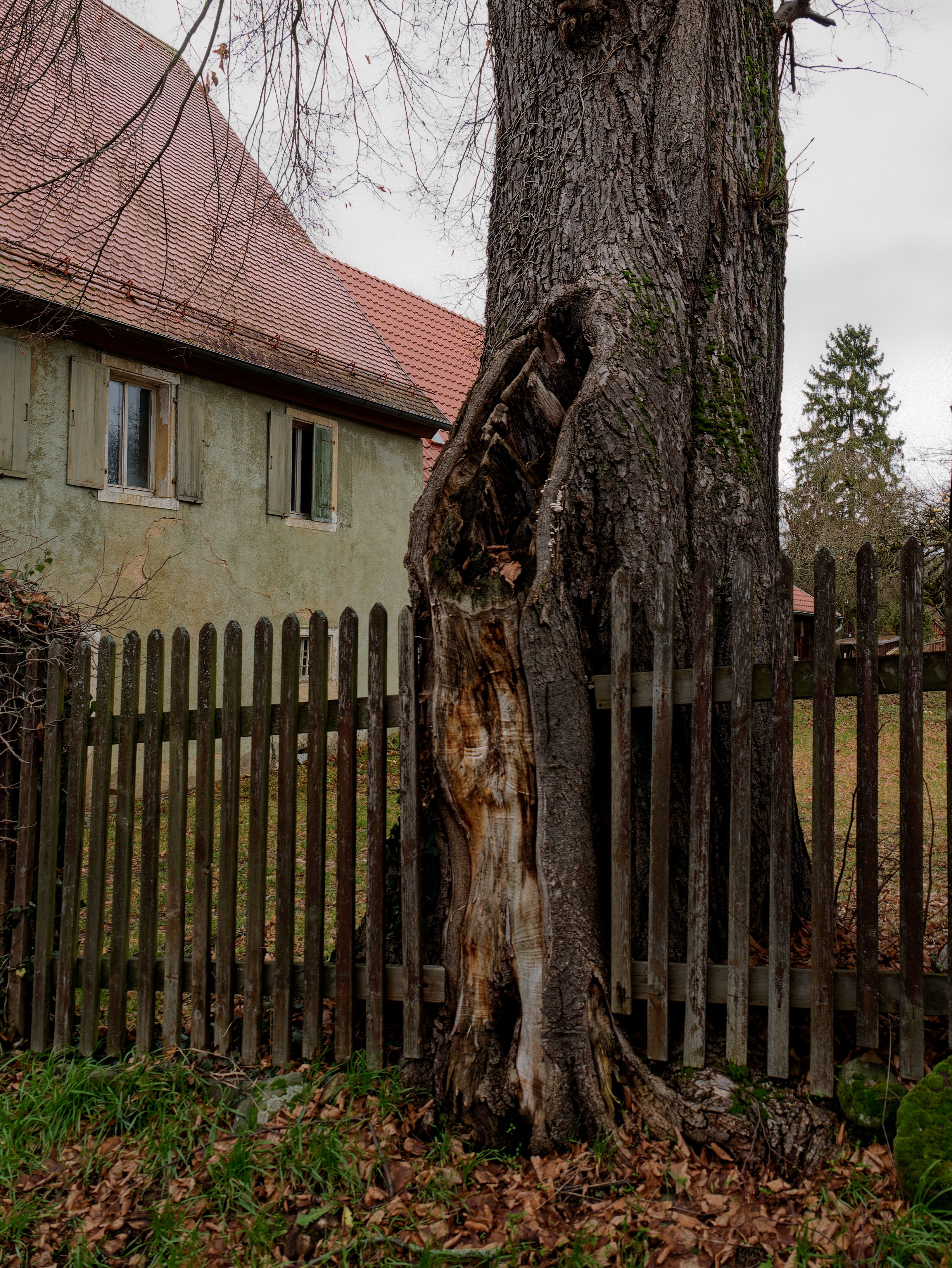 Tree Trunk Embedded in a Picket Fence · Free Stock Photo