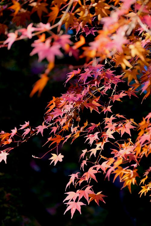 Darmowe zdjęcie z galerii z drzewo, flora, jesień