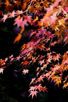 Close-up of colorful maple leaves in Tokyo, showcasing fall beauty.