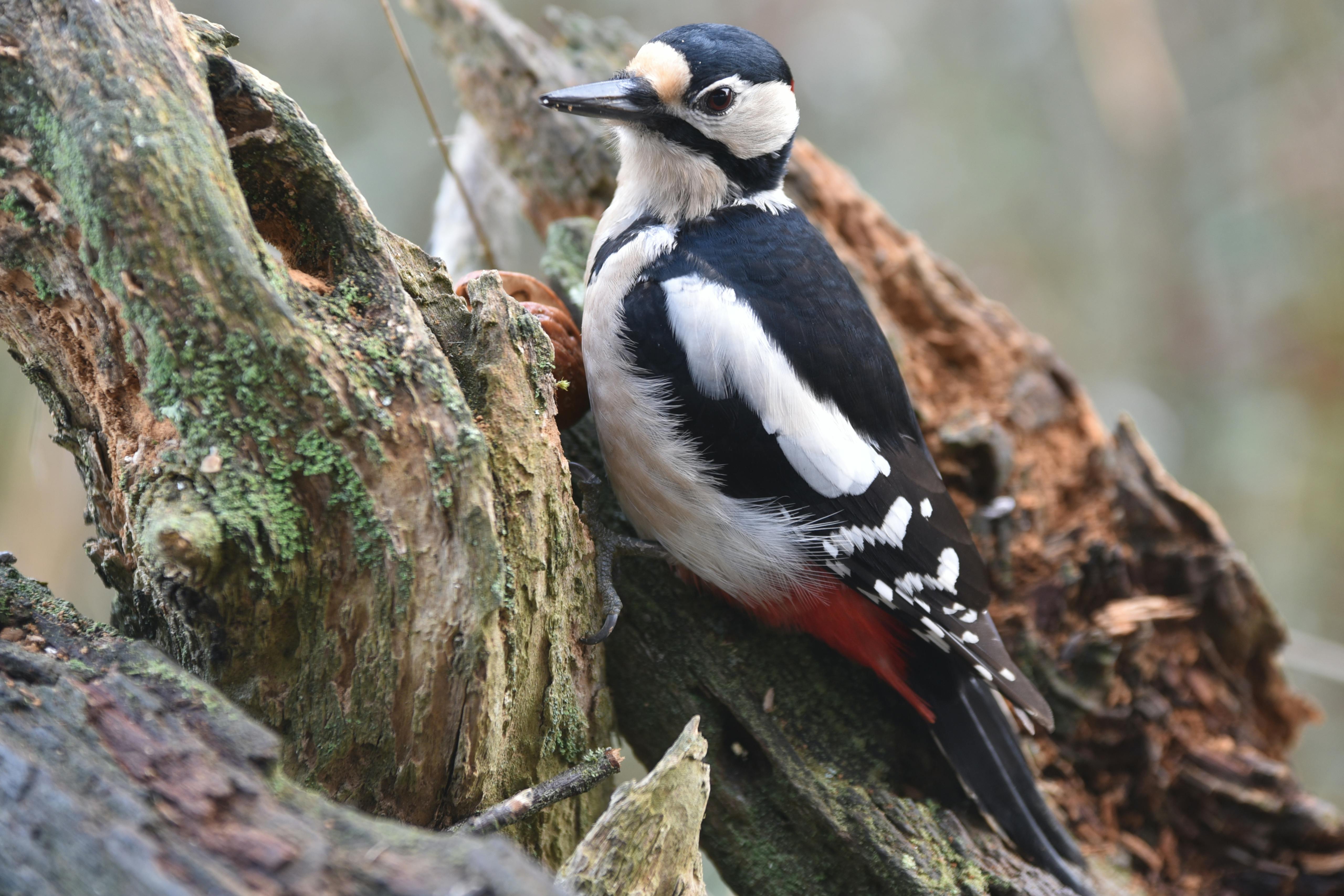 A Woodpecker resting on a bare branch. Here's how to choose bird houses in your green spaces.