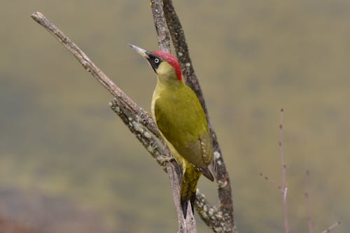 Green Woodpecker with Red Head Perching on Branch