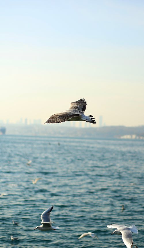 deniz, dikey atış, kuşlar içeren Ücretsiz stok fotoğraf