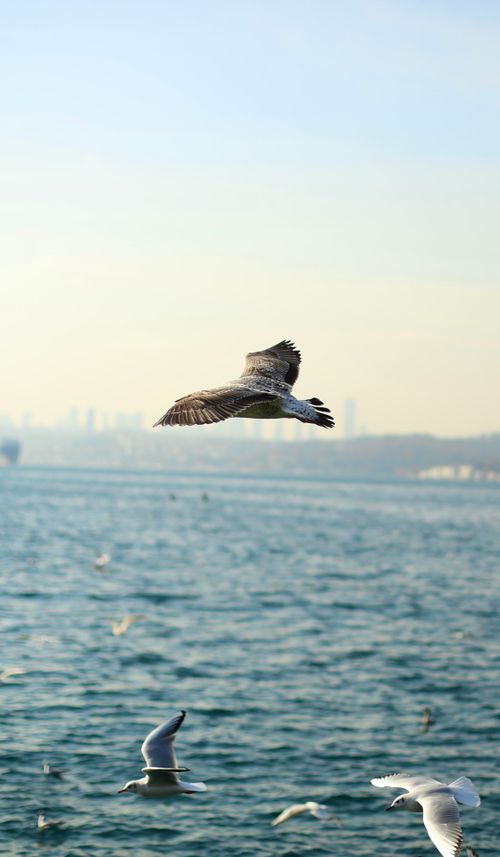 Free Seagulls soar gracefully over a serene ocean with a distant city skyline in view. Stock Photo
