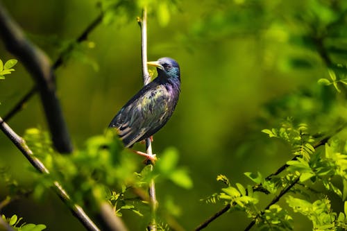 Starling on Leafy Branch