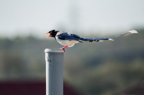 Magpie Perching on Pole