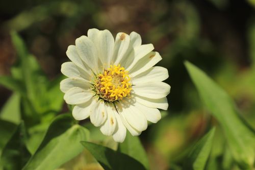 Free A detailed close-up of a white zinnia flower blooming under bright sunlight, highlighting its natural beauty. Stock Photo