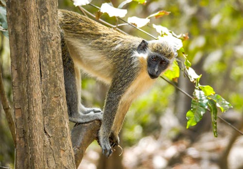 Monkey Standing on Bench