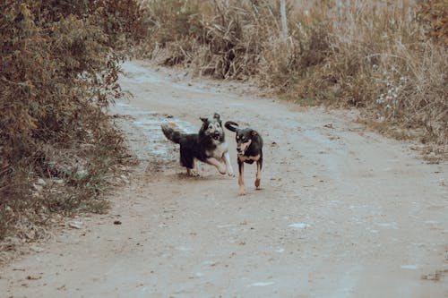 Dog Run on Dirt Road