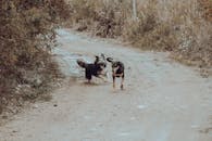 Dog Run on Dirt Road