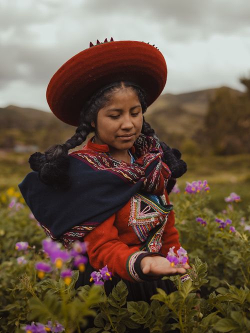 Free A young Peruvian woman in traditional clothing admires flowers in a Cusco field. Stock Photo