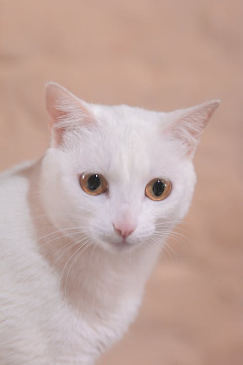 Základová fotografie zdarma na téma broskev kočka, kočka