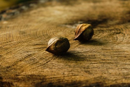 Small brown raw nuts in shell placed together on stump in forest
