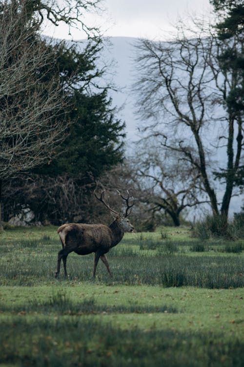 Elk in Nature