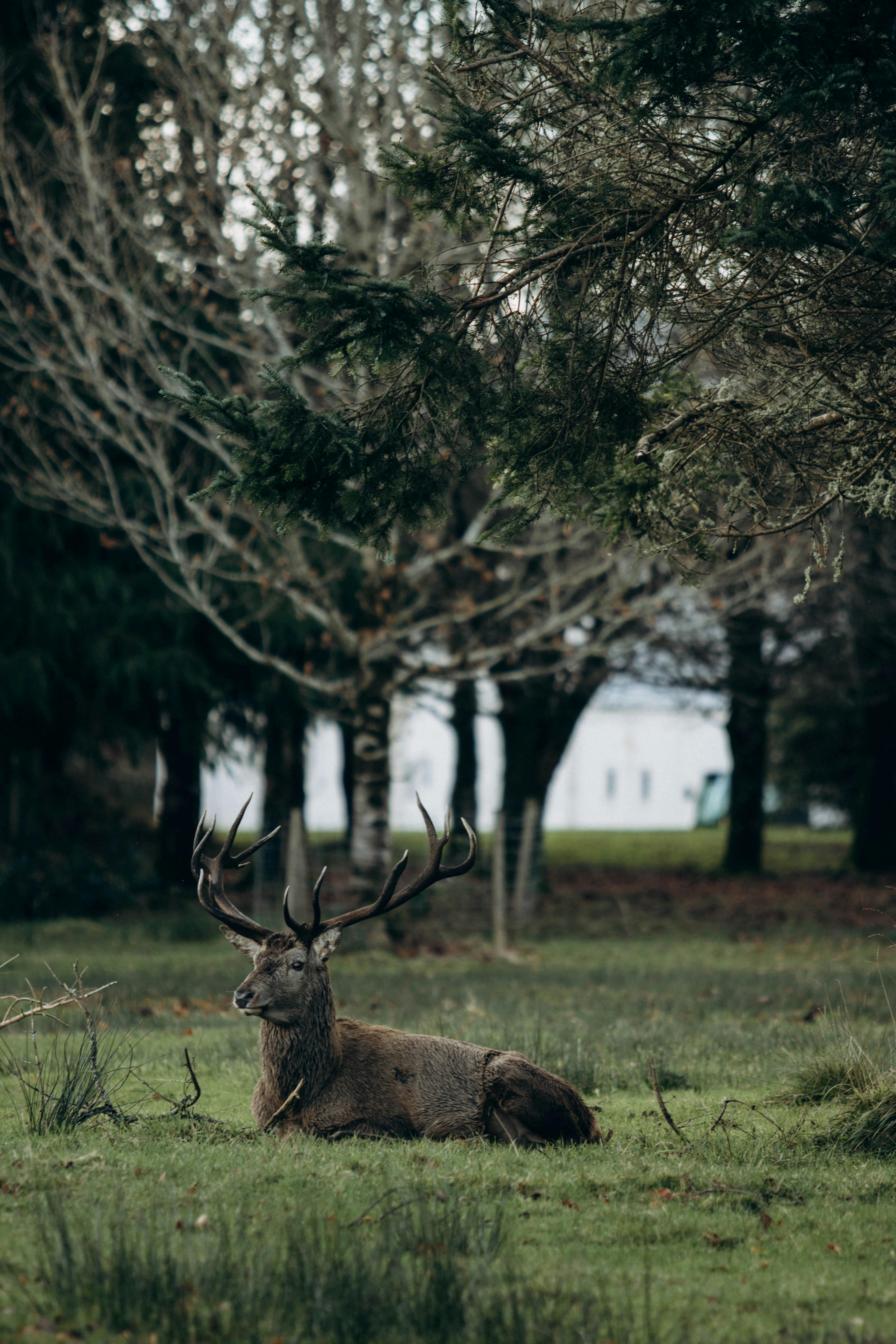 grátis Foto profissional grátis de amigo do ambiente, animais selvagens, animal Foto profissional