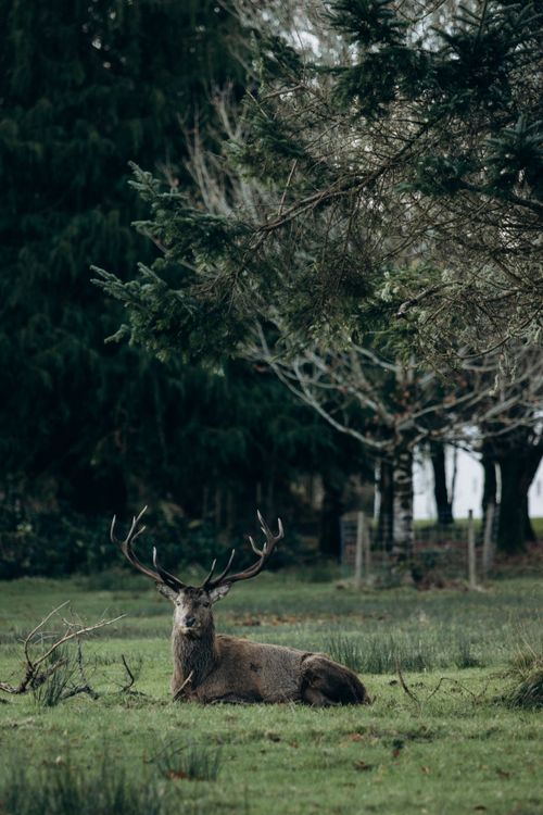 Free A majestic elk rests amidst the tranquil greenery of a forest clearing, surrounded by trees. Stock Photo
