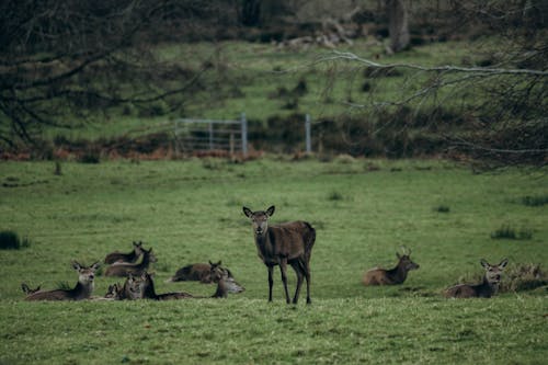 Deer on a Pasture 