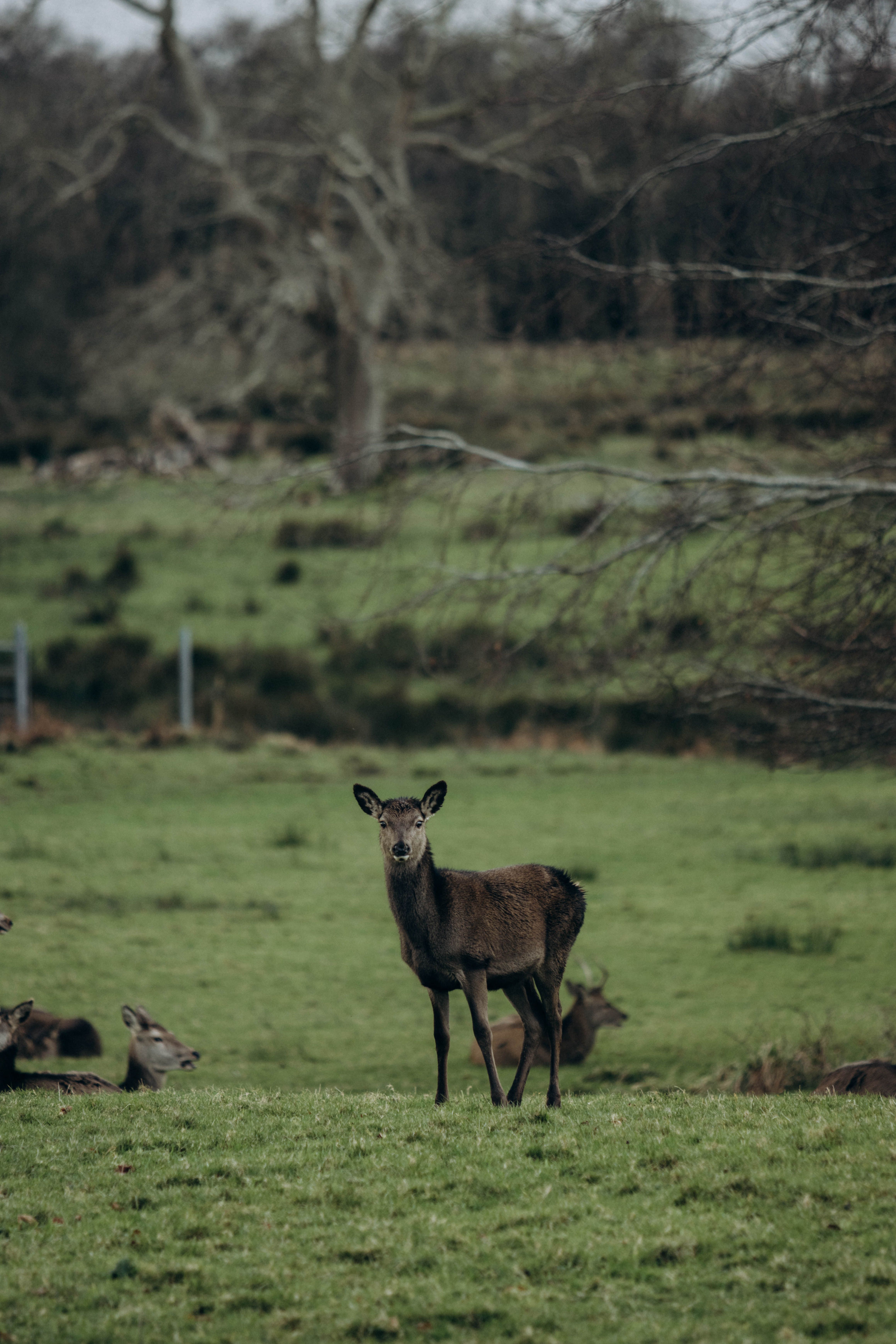 A deer stands alert in a vibrant green grassland with a natural forest backdrop.