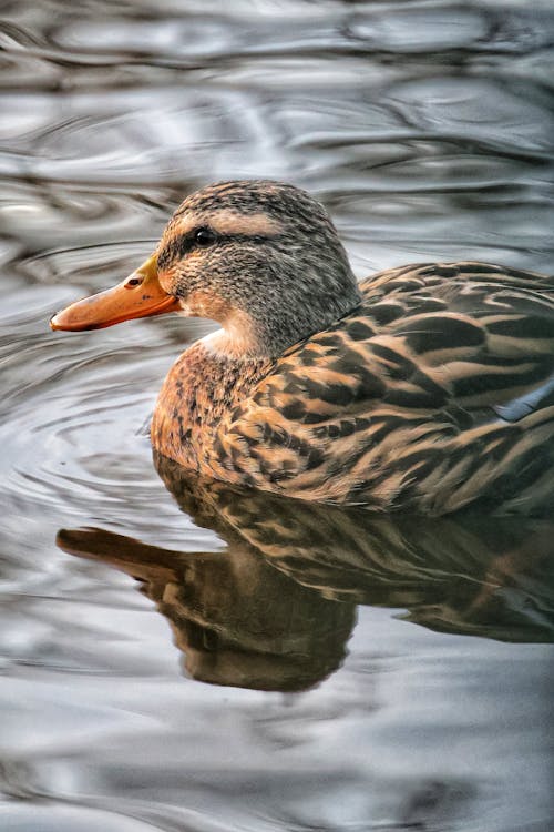 Kostenloses Stock Foto zu ente, nahansicht, natur