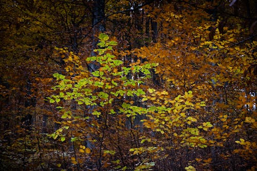 Free stock photo of autumn, colored, forest
