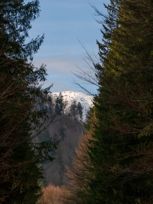 Trees in Evergreen Forest