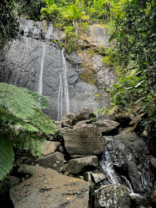 Immagine gratuita di cascata, fiume, foresta