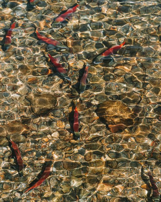Vibrant sockeye salmon swimming over rocky riverbed in South Lake Tahoe, California.