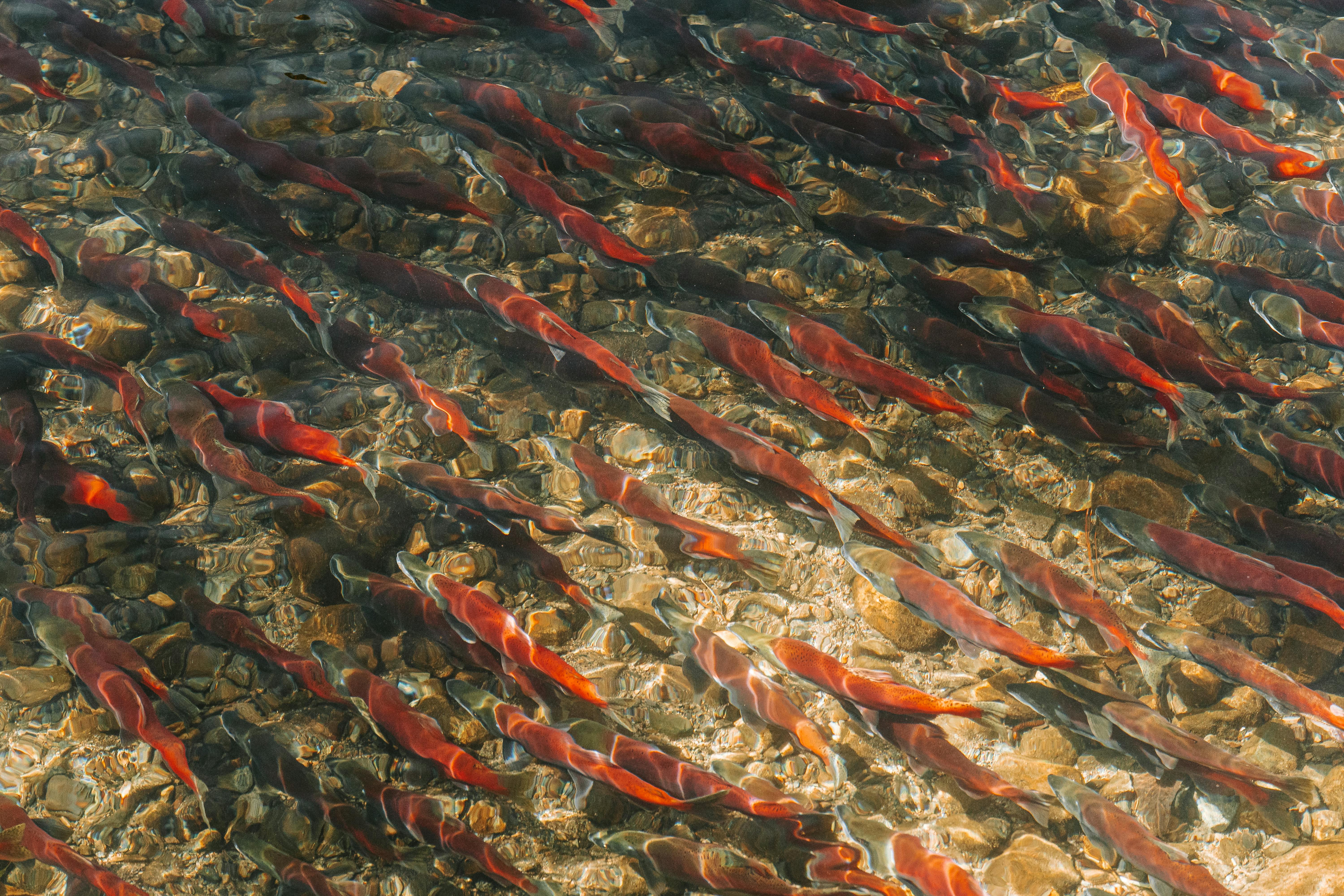 Hundreds of red sockeye salmon viewed from above, swimming over a gravel riverbed