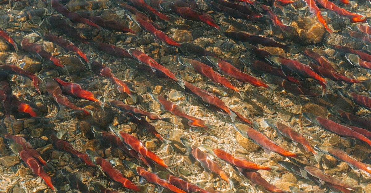 Salmon Run