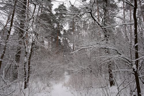 Fotos de stock gratuitas de árbol, árboles en la nieve, bosque