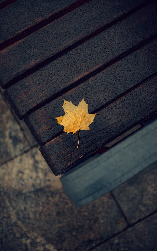 Kostnadsfri bild av bänk, blad, falla