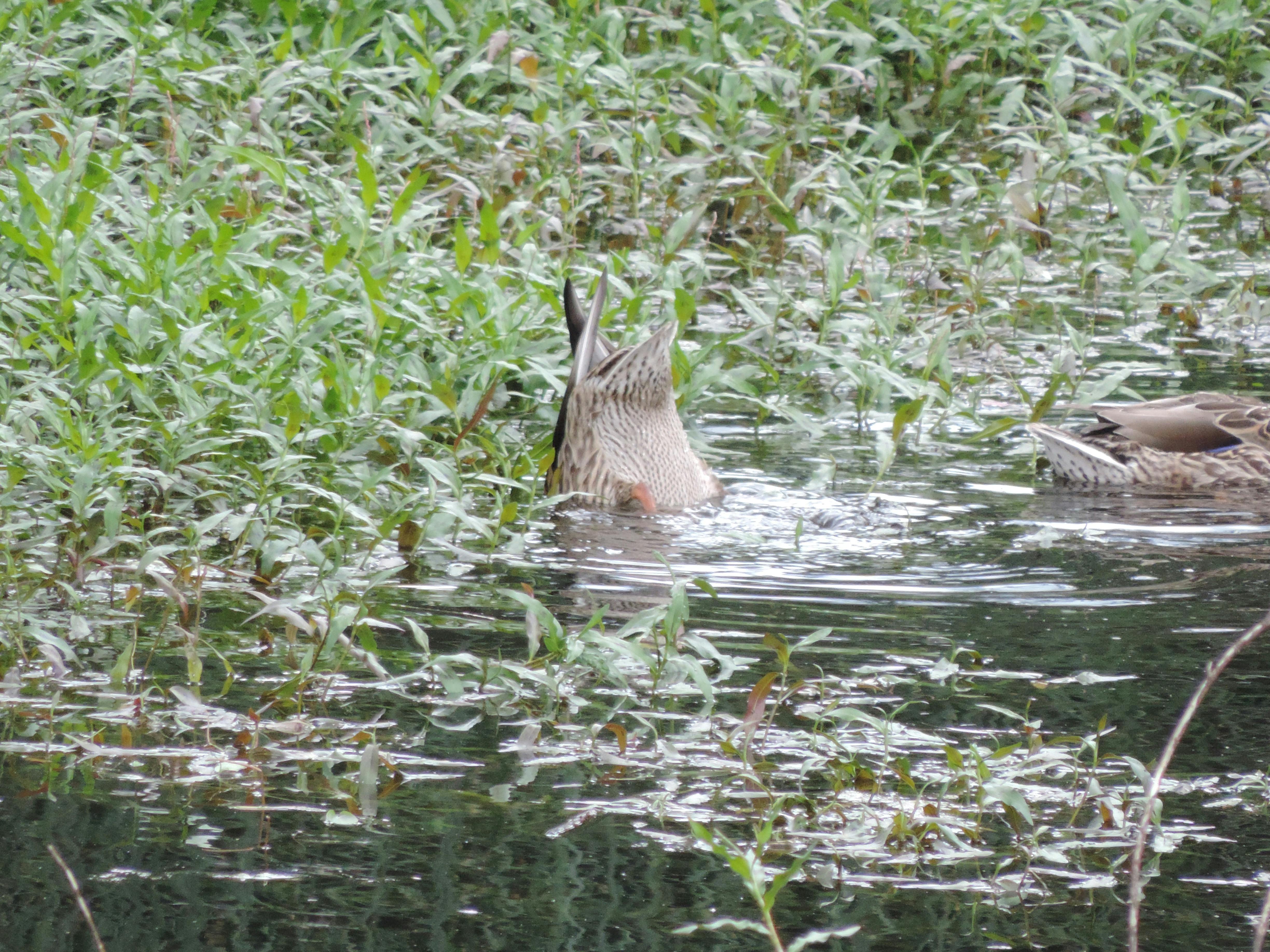 Free stock photo of duck, pond, swim