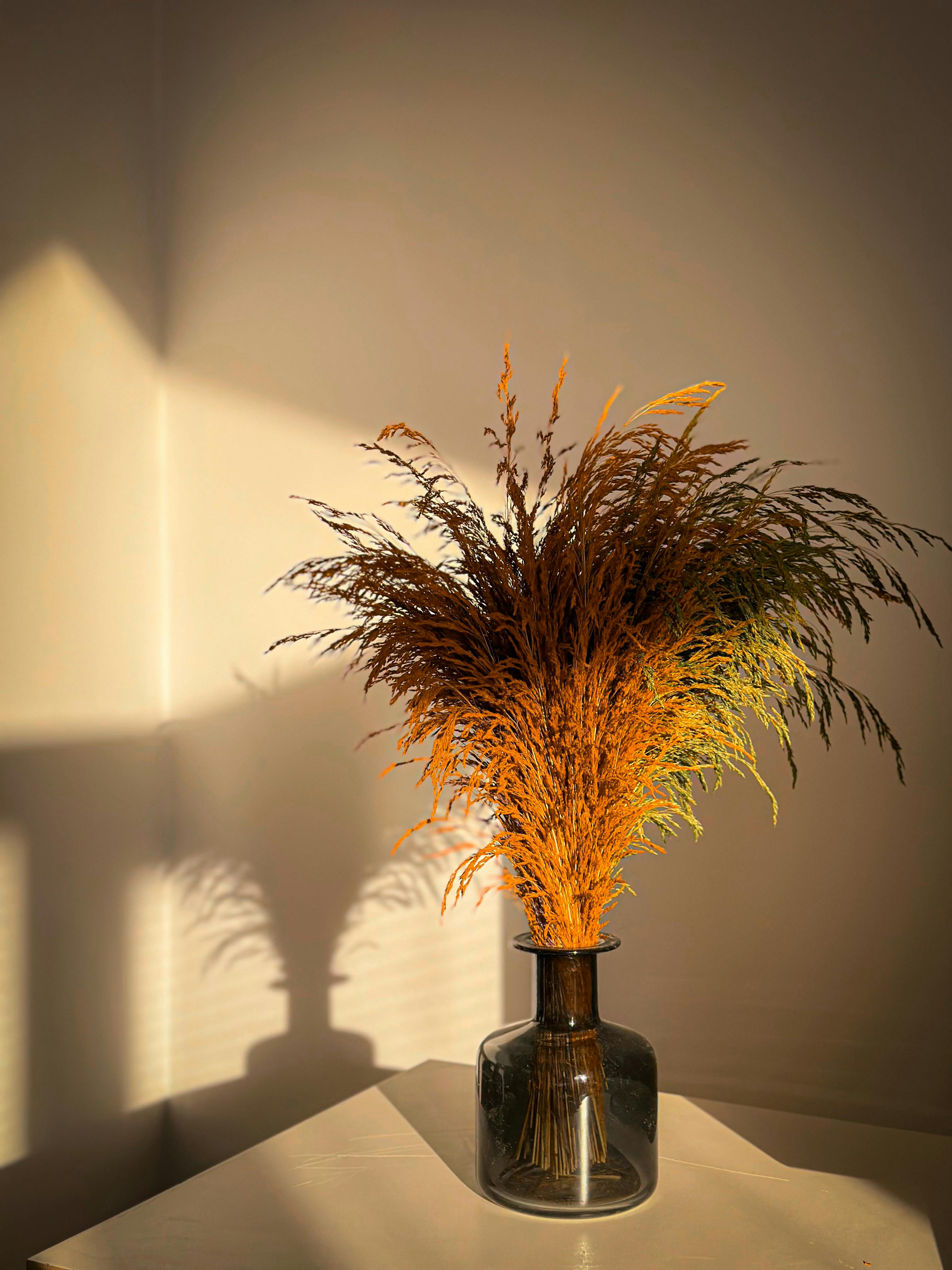 Elegant arrangement of dried grass in a vase with warm sunlight casting shadows.