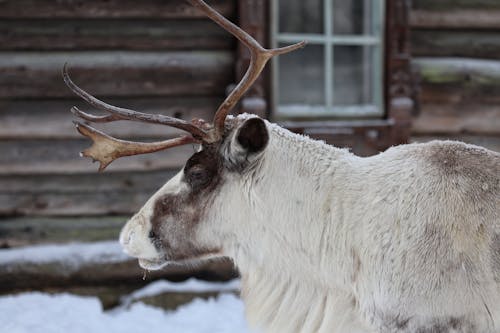 Бесплатное стоковое фото с зима, мамаша, оленьи рога