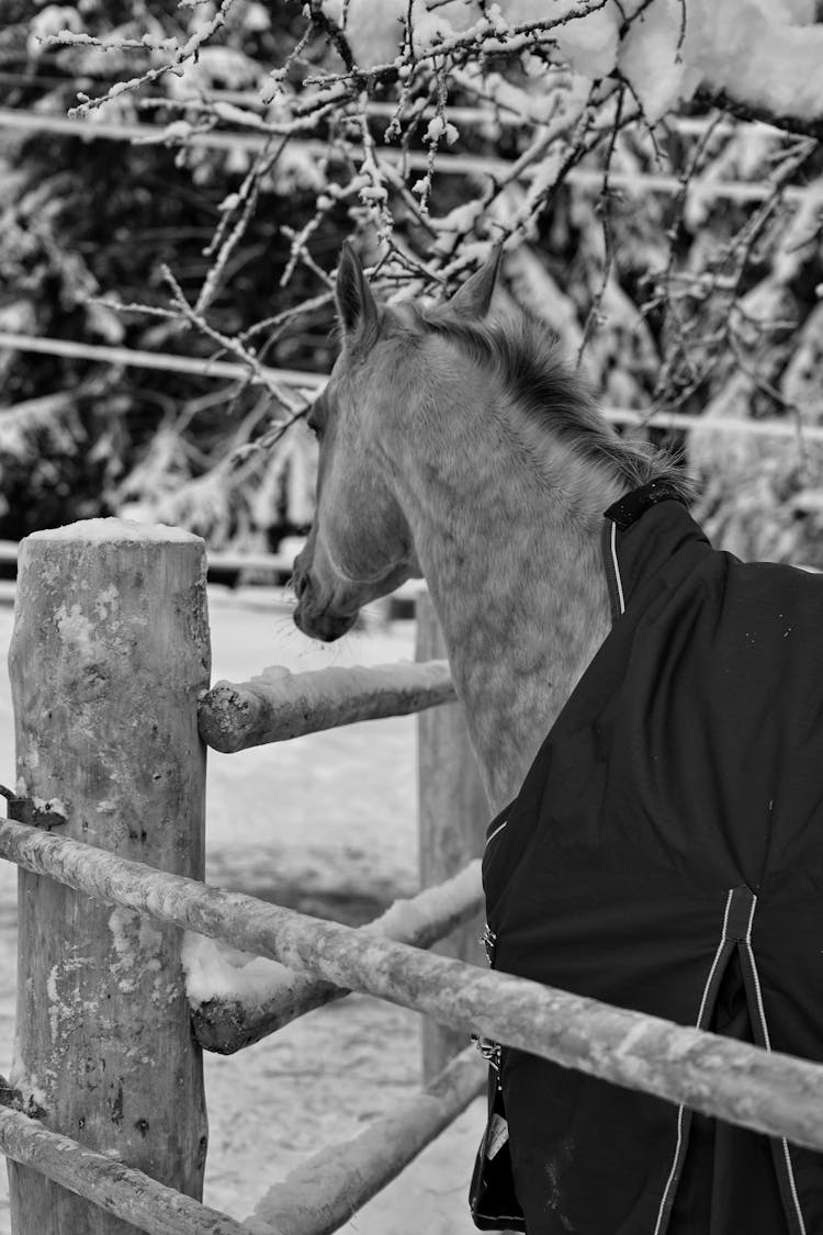 Horse By Fence On Farm In Winter