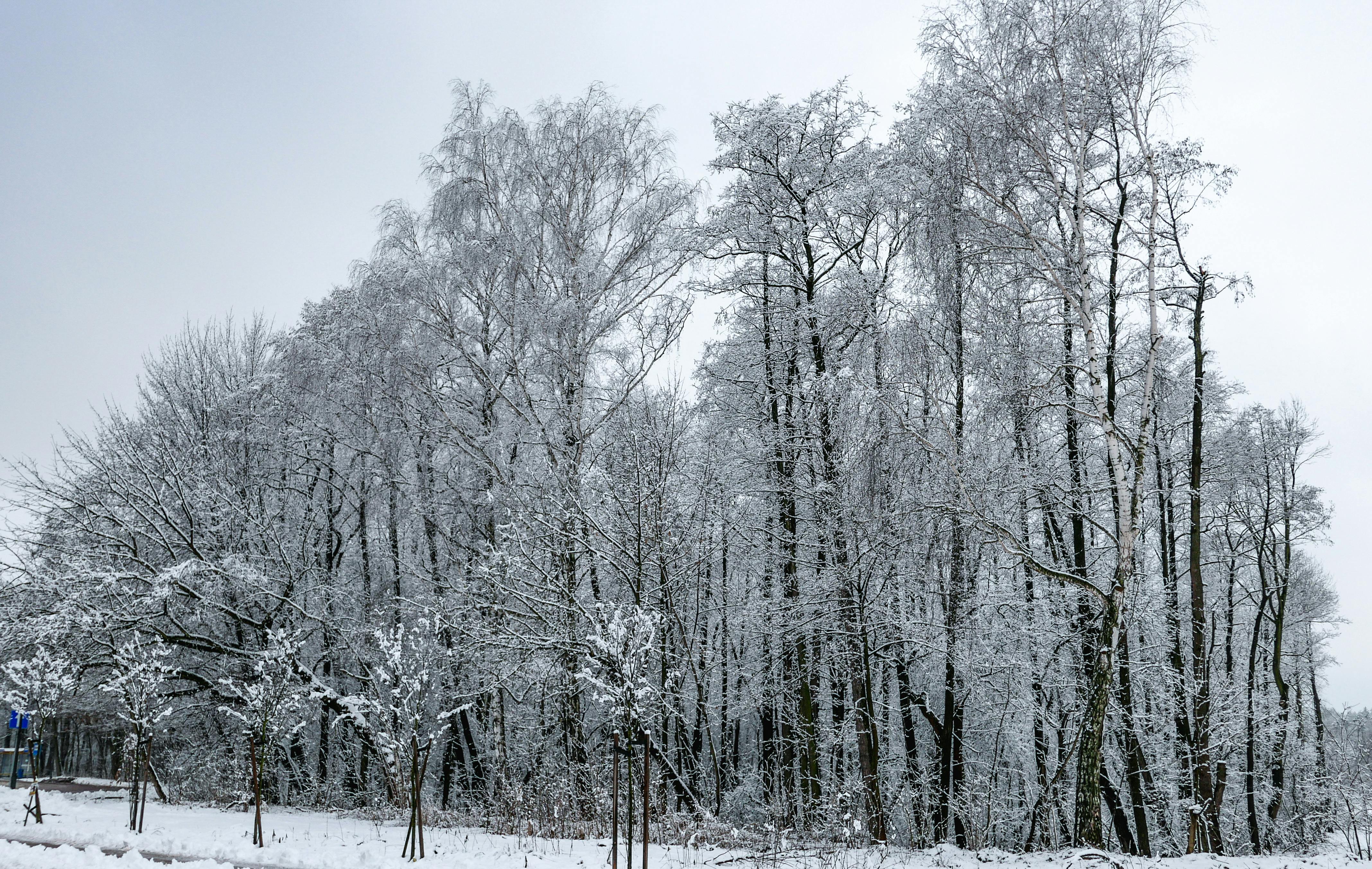Free stock photo of cold, snow, snow covered trees
