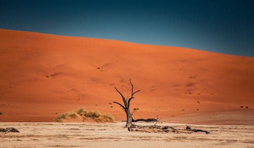 Bare Tree on Desert
