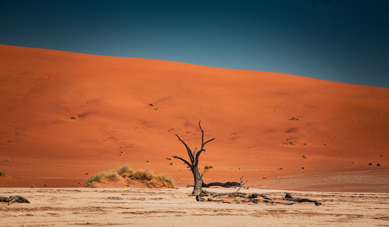 Kostnadsfri bild av ensam, nakna träd, natur