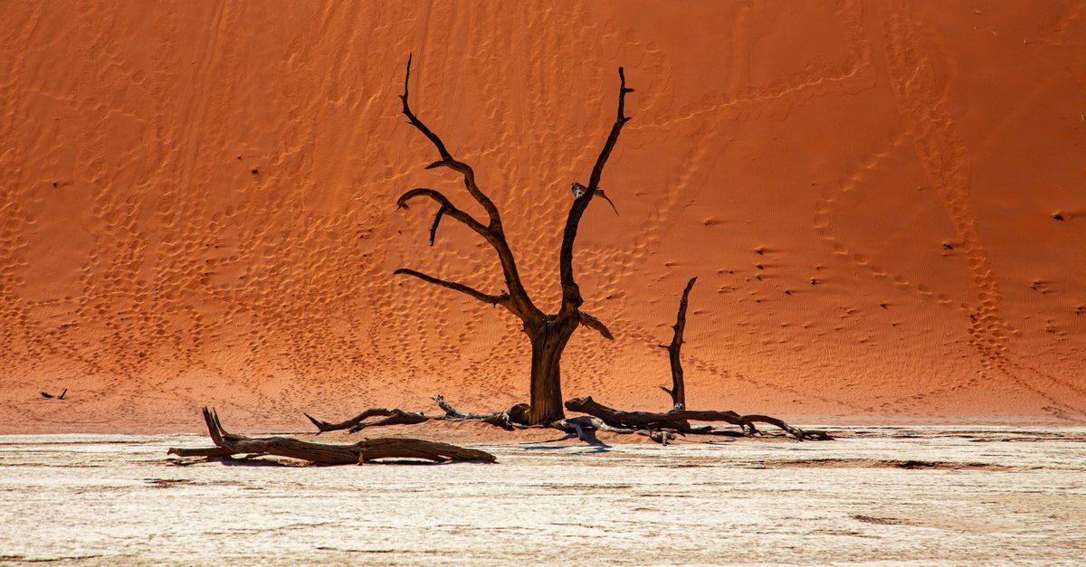 Empty Tree Real Empty Tree on a Desert · Free Stock Photo